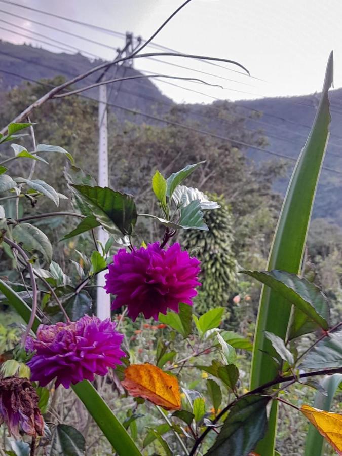 De Pajaros Y Flores Alojamiento Rural Támesis Exterior foto