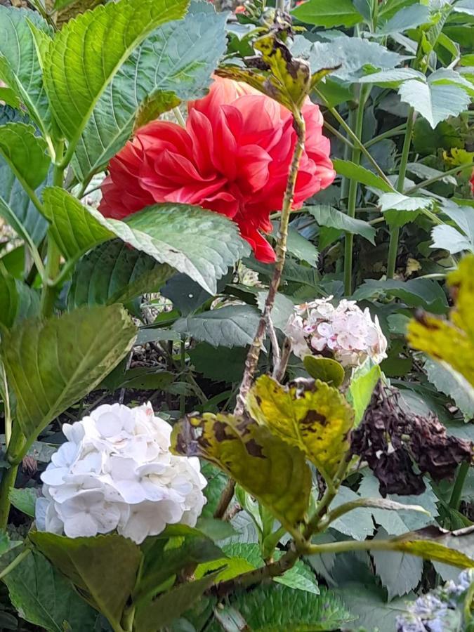 De Pajaros Y Flores Alojamiento Rural Támesis Exterior foto